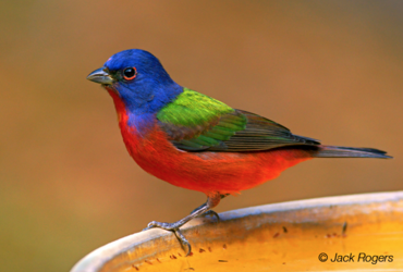 Bird Watching with the Great American Birding Trail